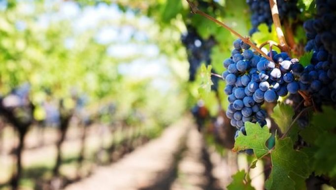 Crush Dynamics Vineyard